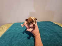 Cho male, a male Boston Terrier for sale in Greenville, GA – Photo 3 of 10