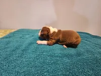 Cho male, a male Boston Terrier for sale in Greenville, GA – Photo 4 of 10