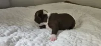 Cho male 2, a male Boston Terrier for sale in Greenville, GA – 9 of 10