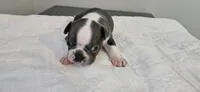 Blue male, a male Boston Terrier for sale in Greenville, GA – 4 of 10