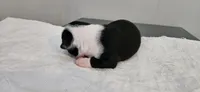 Blk/wht female 2, a female Boston Terrier for sale in Greenville, GA – 7 of 10