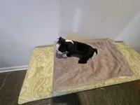 Blk/WHT female, a female Boston Terrier for sale in Greenville, GA – Photo 10 of 10