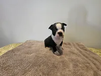 Blk/WHT female, a female Boston Terrier for sale in Greenville, GA – Photo 5 of 10