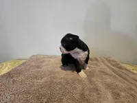 Blk/WHT female, a female Boston Terrier for sale in Greenville, GA – Photo 8 of 10