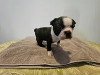 Blk/WHT female, a female Boston Terrier for sale in Greenville, GA – Photo 3 of 10