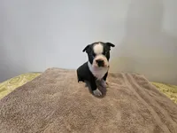 Blk/WHT female, a female Boston Terrier for sale in Greenville, GA – Photo 6 of 10
