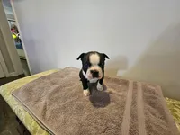 Blk/WHT female, a female Boston Terrier for sale in Greenville, GA – Photo 2 of 10