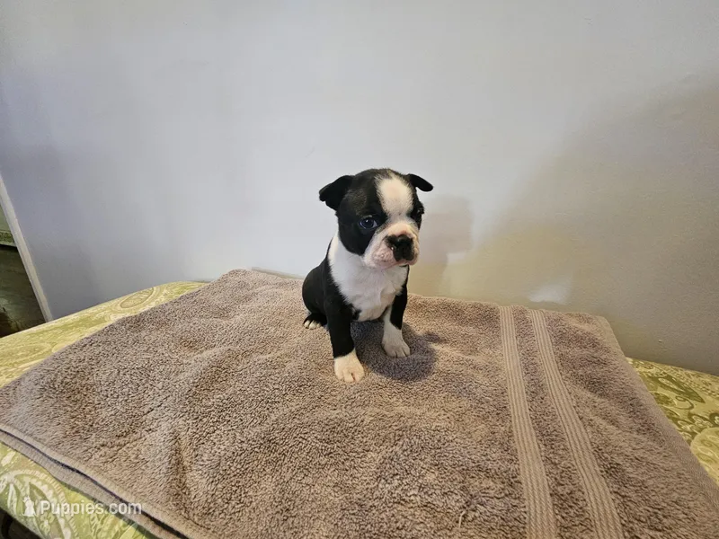 Blk/WHT female, a female Boston Terrier for sale in Greenville, GA – Photo 1 of 10
