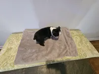 Blk/WHT female, a female Boston Terrier for sale in Greenville, GA – Photo 7 of 10