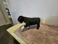 Blk/WHT female, a female Boston Terrier for sale in Greenville, GA – Photo 9 of 10