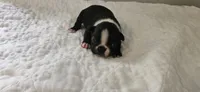 Blk/wht male 1, a male Boston Terrier for sale in Greenville, GA – 6 of 10