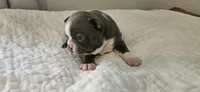 Blue female 1, a female Boston Terrier for sale in Greenville, GA – 3 of 10