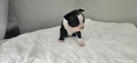 Blk/wht male 3, a male Boston Terrier for sale in Greenville, GA – 9 of 10