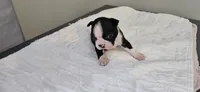 Blk/wht male 2, a male Boston Terrier for sale in Greenville, GA – 9 of 10