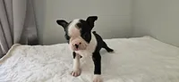 Blk/wht female 1, a female Boston Terrier for sale in Greenville, GA – 6 of 10