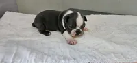 Blue male, a male Boston Terrier for sale in Greenville, GA – 6 of 10