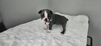 Blue female , a female Boston Terrier for sale in Greenville, GA – 5 of 10