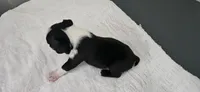 Blk/wht male 2, a male Boston Terrier for sale in Greenville, GA – 8 of 10