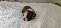 Cho male 2, a male Boston Terrier for sale in Greenville, GA – 4 of 10