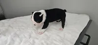 Blk/wht male 4, a male Boston Terrier for sale in Greenville, GA – 5 of 10