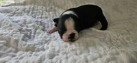 Blk/wht female , a female Boston Terrier for sale in Greenville, GA – 7 of 10