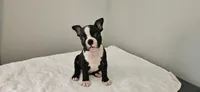 Blk/wht male 3, a male Boston Terrier for sale in Greenville, GA – 2 of 10