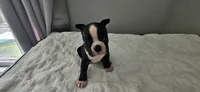 Blk/wht male 2, a male Boston Terrier for sale in Greenville, GA – 5 of 10