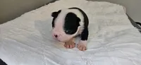 Blk/wht male 4, a male Boston Terrier for sale in Greenville, GA – 8 of 10