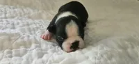 Blk/wht female , a female Boston Terrier for sale in Greenville, GA – 6 of 10