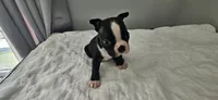 Blk/wht male 2, a male Boston Terrier for sale in Greenville, GA – 4 of 10