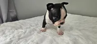 Blk/wht male 1, a male Boston Terrier for sale in Greenville, GA – 5 of 10