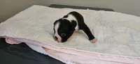 Blk/wht male 3, a male Boston Terrier for sale in Greenville, GA – 8 of 10