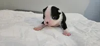 Blk/wht male 4, a male Boston Terrier for sale in Greenville, GA – 3 of 10
