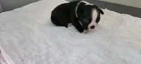 Blk/wht male 3, a male Boston Terrier for sale in Greenville, GA – 10 of 10