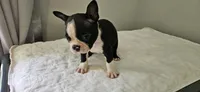 Blk/wht male 2, a male Boston Terrier for sale in Greenville, GA – 6 of 10