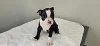 Blk/wht male 4, a male Boston Terrier for sale in Greenville, GA – 2 of 10