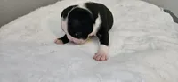 Blk/wht male 1, a male Boston Terrier for sale in Greenville, GA – 4 of 10