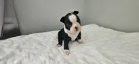 Blk/wht female 1, a female Boston Terrier for sale in Greenville, GA – 8 of 10