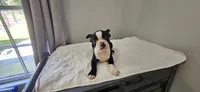 Blk/wht male 2, a male Boston Terrier for sale in Greenville, GA – 4 of 10