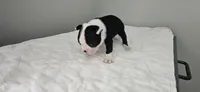 Blk/wht male 4, a male Boston Terrier for sale in Greenville, GA – 4 of 10
