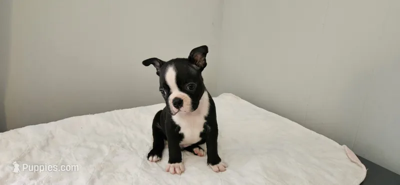 Blk/wht male 3 – Boston Terrier puppy for sale in Greenville, GA