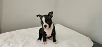 Blk/wht male 3, a male Boston Terrier for sale in Greenville, GA – 1 of 10