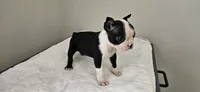 Blk/wht female 1, a female Boston Terrier for sale in Greenville, GA – 4 of 10