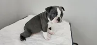 Blue female , a female Boston Terrier for sale in Greenville, GA – 10 of 10