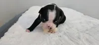 Blk/wht male 1, a male Boston Terrier for sale in Greenville, GA – 3 of 10