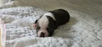 Cho female , a female Boston Terrier for sale in Greenville, GA – 4 of 10