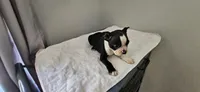 Blk/wht male 2, a male Boston Terrier for sale in Greenville, GA – 8 of 10