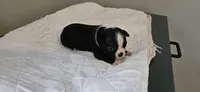 Blk/wht male 3, a male Boston Terrier for sale in Greenville, GA – 6 of 10