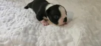 Blk/wht female , a female Boston Terrier for sale in Greenville, GA – 2 of 10