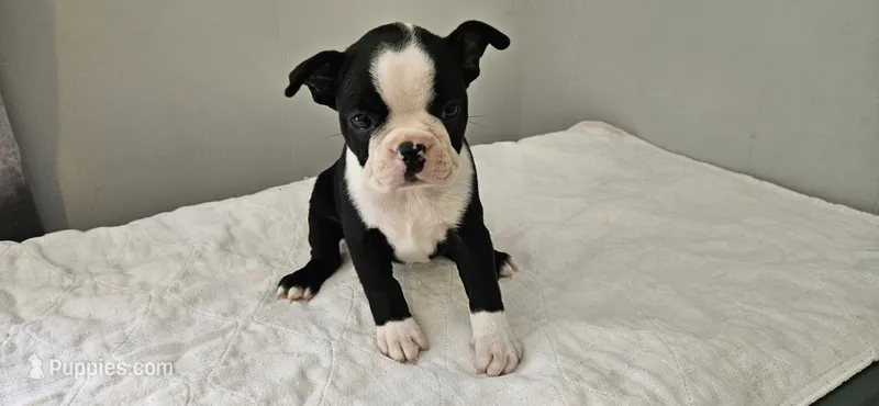 Blk/wht female 2 – Boston Terrier puppy on hold in Greenville, GA